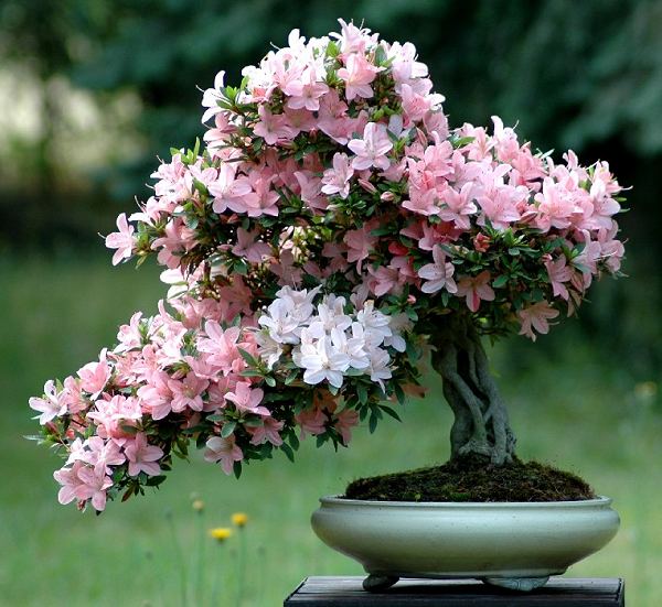 azalea indicum 60cm[1].jpg